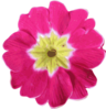 Purple Primula Clip Art